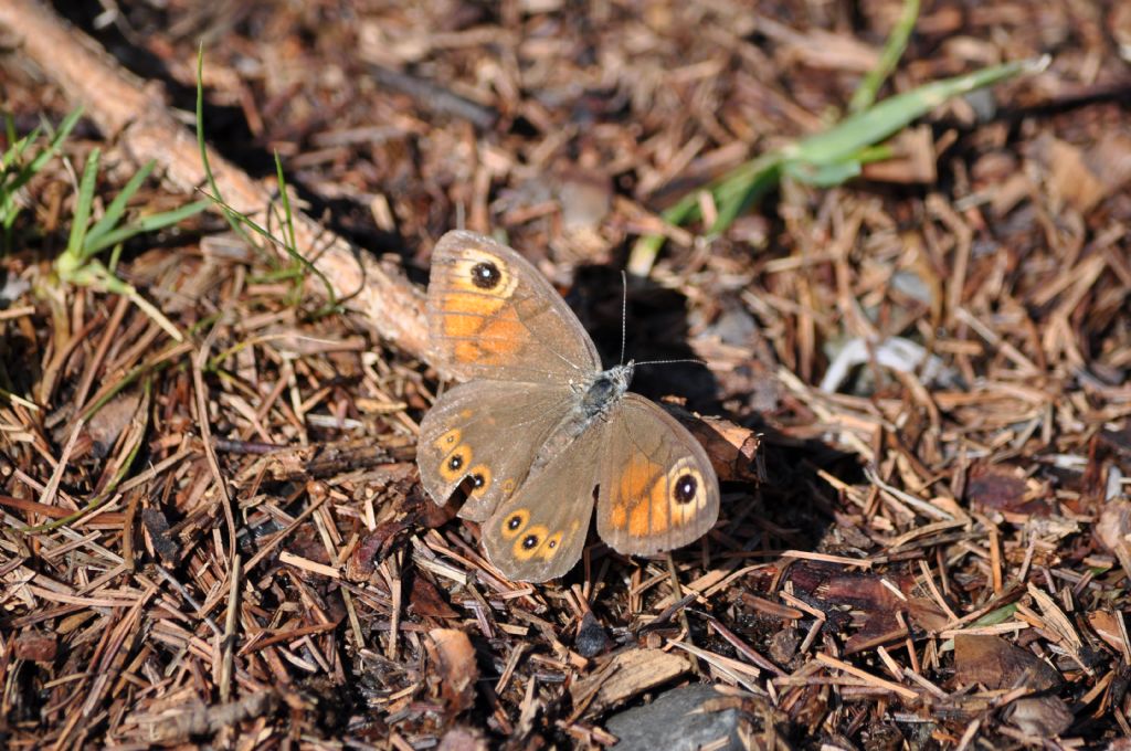 Lasiommata maera, Nymphalidae Satyrinae? S